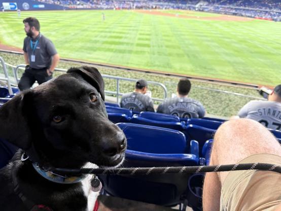 A black dog with white belly looks back at the camera. He's sitting in the aisle of a baseball stadium with the green grass of the outfield behind him. 