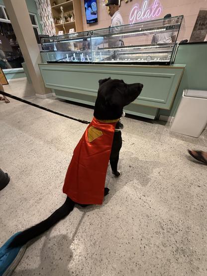 A black dog wearing a Red Krypto Cape from the Superman movie sits patiently in front of a gelato counter. He's a very good boy.
