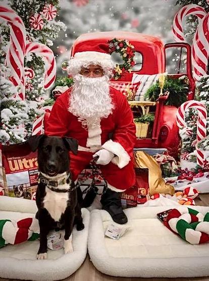Waffles, a black dog with a white belly and white front paws, sits and looks very seriously at the camera. Behind him is Santa dressed in a red suit, with white trim, and a white beard. The backdrop is an old red truck parked in a candycane forest. 