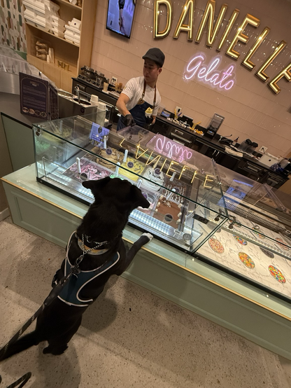 A black German Shepard mix stands on his hind legs and looks through the glass case as the shopkeeper scoops vanilla gelato 