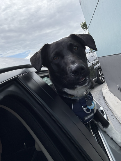 A black German Shepard mix with a white belly sticks his head out of the window. He looks very serious and concerned. (Don’t worry, he was tethered to the seat belt.)
