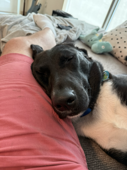 A black and white German Shepard mix has his head on my leg. His eyes are closed. He is clearly snoring in the most adorable way possible. 